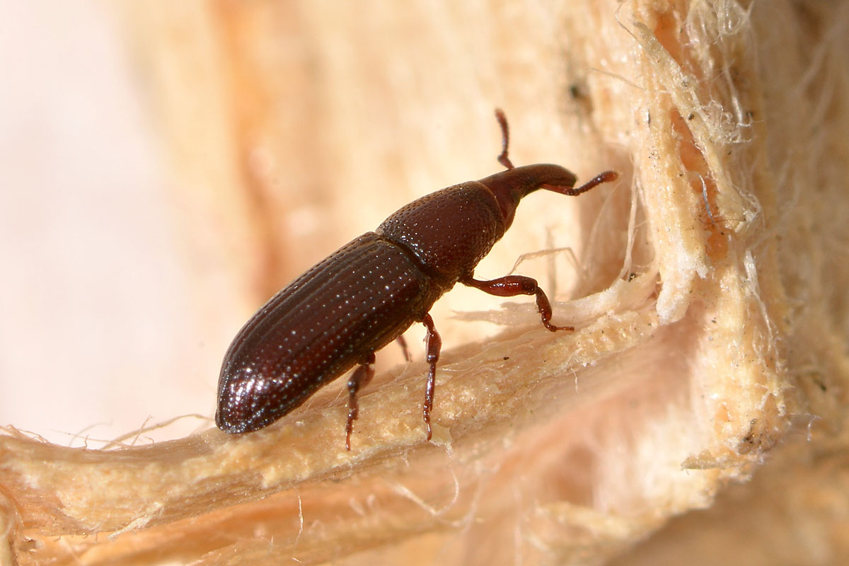 Melicius gracilis - Curculionidae